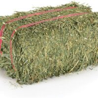 Best Alfalfa Hay