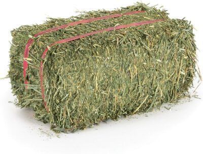 Best Alfalfa Hay